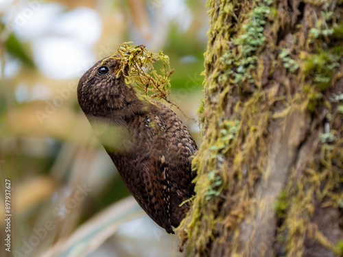 森の中で苔を剥がして巣材を集めているミソサザイ photo