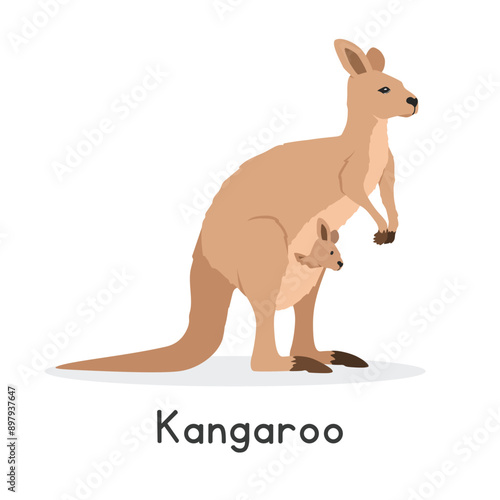 Kangaroo vector illustration, cartoon clipart character, animal in flat style. Wild animals, wild creatures, wildlife concept. Kangaroo vector design isolated on white background