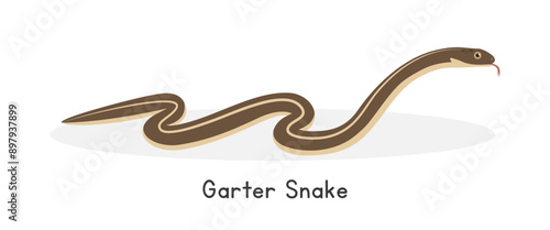 Garter snake vector illustration, cartoon clipart character, animal in flat style. Wild animals, wild creatures, wildlife concept. Snake vector design isolated on white background