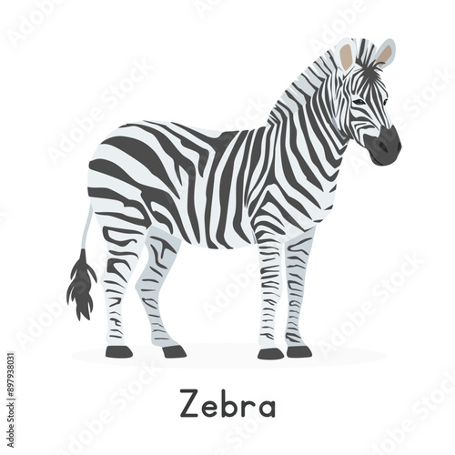 Zebra vector illustration, cartoon clipart character, animal in flat style. Wild animals, wild creatures, wildlife concept. Striped horse zebra vector design isolated on white background