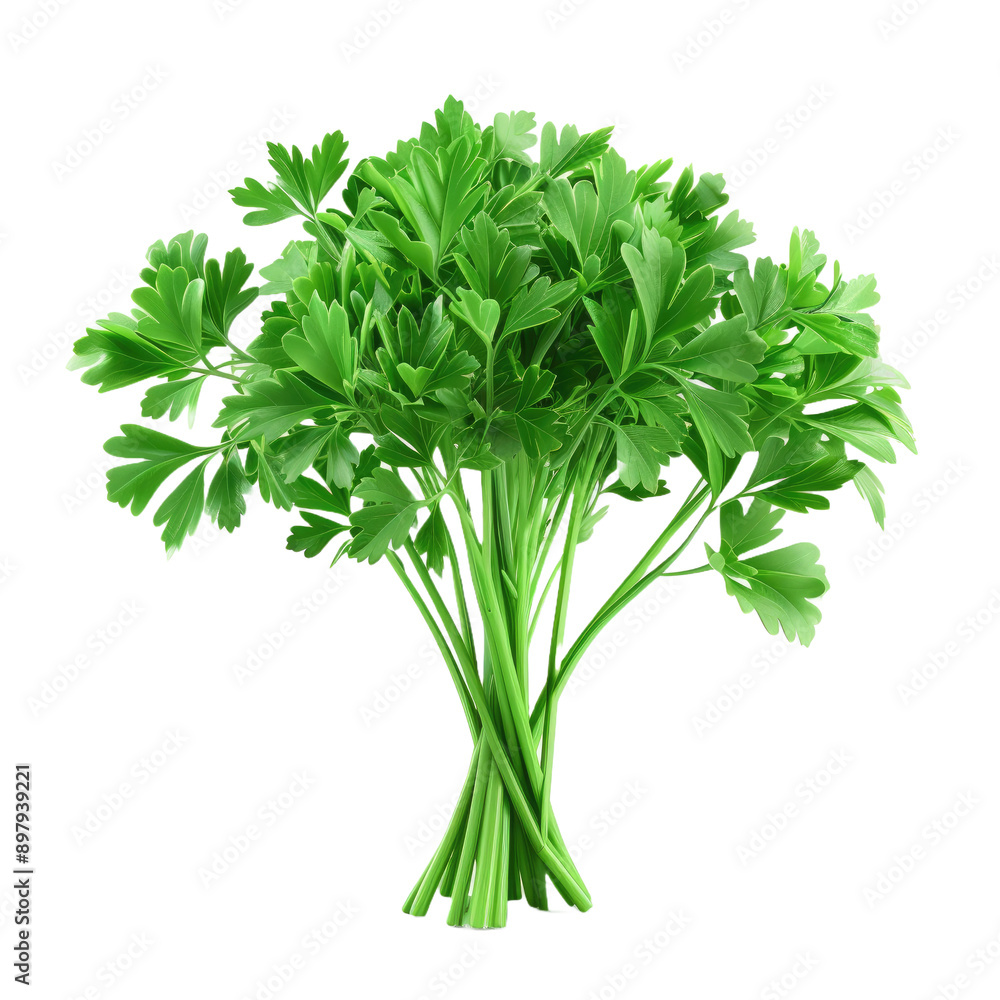 Fresh parsley herb isolated on white background Fresh parsley herb isolated on white background