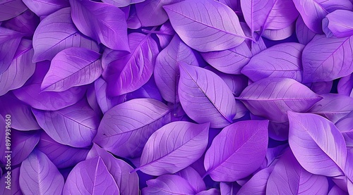 purple and green leaves