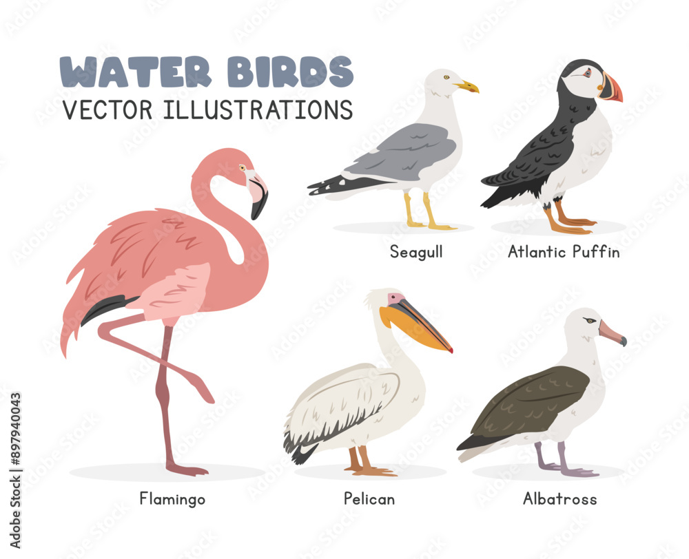 Water birds vector illustration set. Seabirds cartoon clipart set in flat style. Flamingo, seagull, pelican, albatross, Atlantic puffin flat vector design. Wild animals, birds concept Water birds vector illustration set. Seabirds cartoon clipart set in flat style. Flamingo, seagull, pelican, albatross, Atlantic puffin flat vector design. Wild animals, birds concept