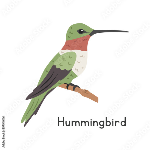 Hummingbird perched on tree branch vector illustration, cartoon clipart character, animal in flat style. Wild animals, avian, birds concept. Ruby-throated hummingbird vector design isolated