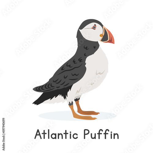 Atlantic puffin vector illustration, cartoon clipart character, animal in flat style. Wild animals, avian, birds concept. Common puffin or Atlantic puffin vector design isolated on white