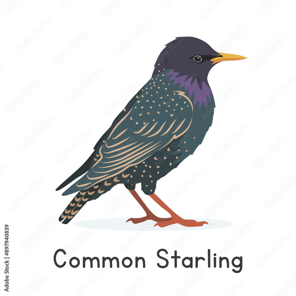 European starling vector illustration, cartoon clipart character, animal in flat style. Wild animals, avian, birds concept. Common starling cartoon vector design isolated on white background European starling vector illustration, cartoon clipart character, animal in flat style. Wild animals, avian, birds concept. Common starling cartoon vector design isolated on white background