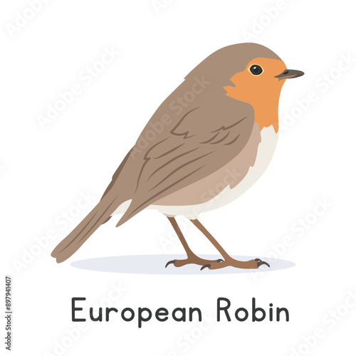European robin vector illustration, cartoon clipart character, animal in flat style. Wild animals, avian, birds concept. Cute robin redbreast vector design isolated on white background