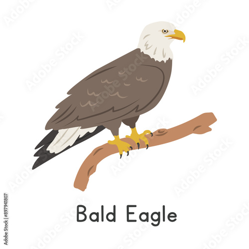 Bald eagle perched on tree branch vector illustration, cartoon clipart character, animal in flat style. Wild animals, avian, birds concept. Bald eagle vector design isolated on white background