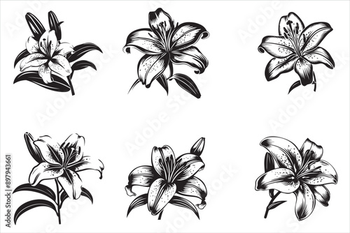 Lily_Flower_Silhouette vector