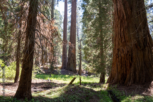 Sequoia National Park, Kings Canyon National Park, California. Near Los Angeles. Giant trees in the forest, wooden fence in the forest, tall trees, sequoia forest photo