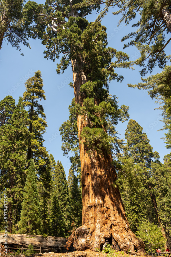 Sequoia National Park, Kings Canyon National Park, California. Near Los Angeles. Giant trees in the forest, wooden fence in the forest, tall trees, sequoia forest Sequoia National Park, Kings Canyon National Park, California. Near Los Angeles. Giant trees in the forest, wooden fence in the forest, tall trees, sequoia forest