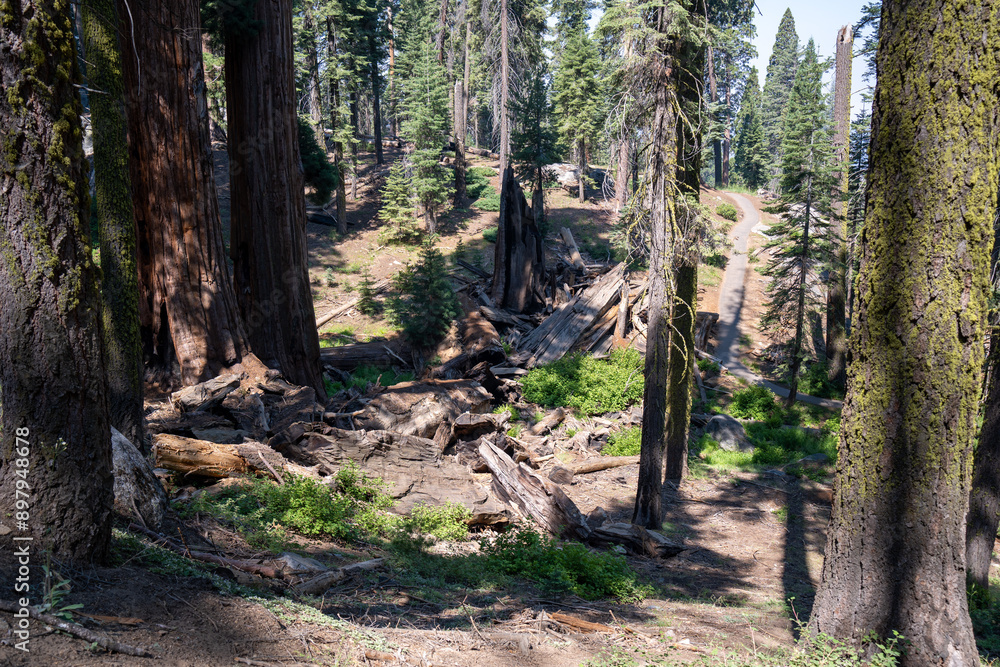 Sequoia National Park, Kings Canyon National Park, California. Near Los Angeles. Giant trees in the forest, wooden fence in the forest, tall trees, sequoia forest Sequoia National Park, Kings Canyon National Park, California. Near Los Angeles. Giant trees in the forest, wooden fence in the forest, tall trees, sequoia forest