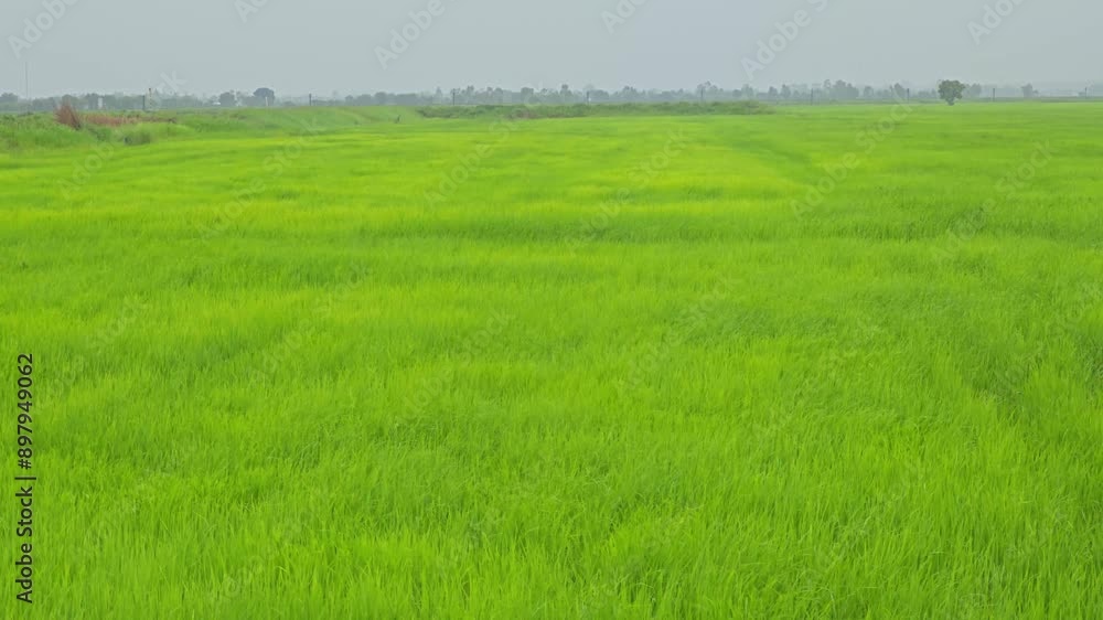 Beautiful green rice fields in raining morning. Beautiful green rice fields in raining morning.