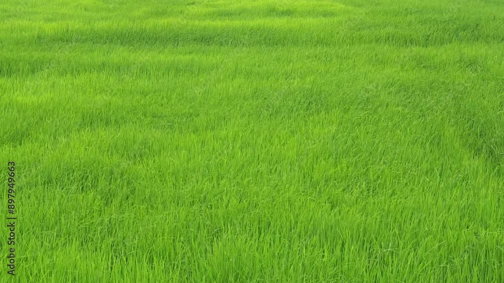 Vast, lush green rice fields are fully filled with ripening rice grains. Grass swaying in the wind in slow motion. Vast, lush green rice fields are fully filled with ripening rice grains. Grass swaying in the wind in slow motion.