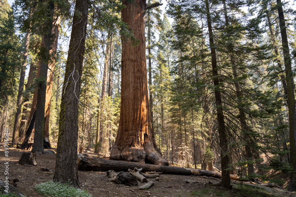 Sequoia National Park, Kings Canyon National Park, California. Near Los Angeles. Giant trees in the forest, wooden fence in the forest, tall trees, sequoia forest Sequoia National Park, Kings Canyon National Park, California. Near Los Angeles. Giant trees in the forest, wooden fence in the forest, tall trees, sequoia forest