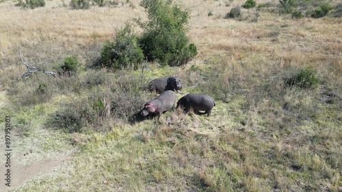Wild Hippopotamus At Rustenburg In North West South Africa. African Animals Landscape. Pilanesberg National Park. Rustenburg At North West South Africa. Big Five Animals. Wildlife Safari.