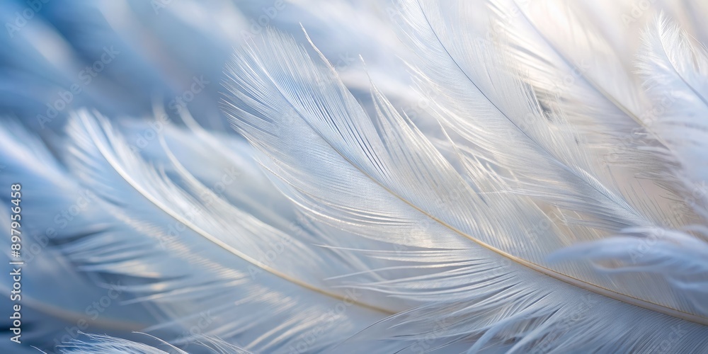 Delicate, airy, soft, and fluffy white feathers of a wing, gently curled, showcasing intricate details in a stunning macro shot of a bird's wing plumage. Delicate, airy, soft, and fluffy white feathers of a wing, gently curled, showcasing intricate details in a stunning macro shot of a bird's wing plumage.