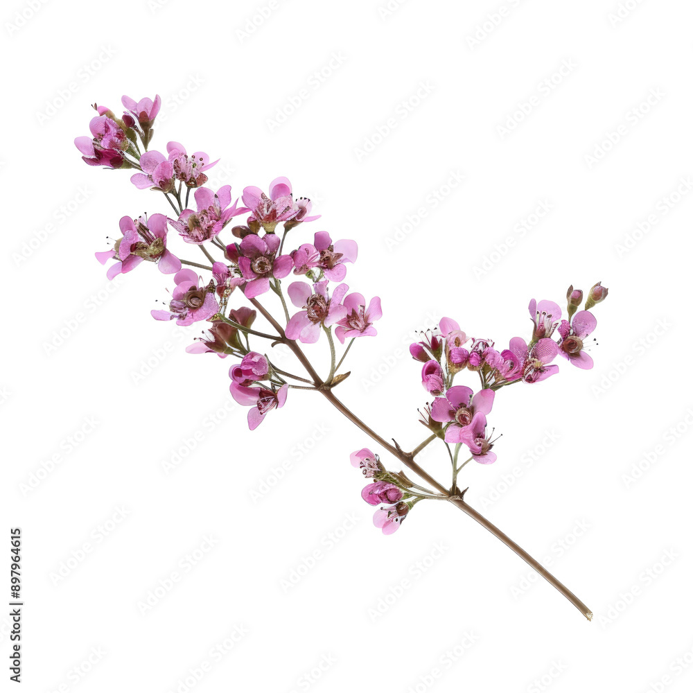 Twig of pink limonium flowers isolated on white background Twig of pink limonium flowers isolated on white background
