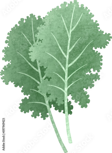 Natural organic vegetable kale illustration