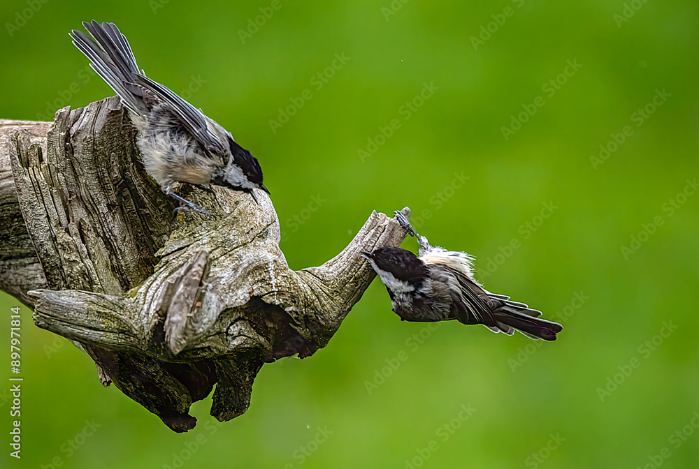 Tableau sur toile Chickadees perched on a branch