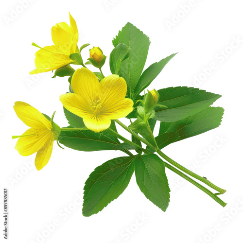 A yellow flower with three petals is shown in a white background