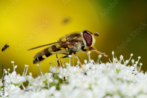 Canvas Print Hoverfly