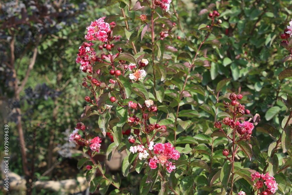 Crape myrtle, crepeflower, or summer lilac red flowers Crape myrtle, crepeflower, or summer lilac red flowers