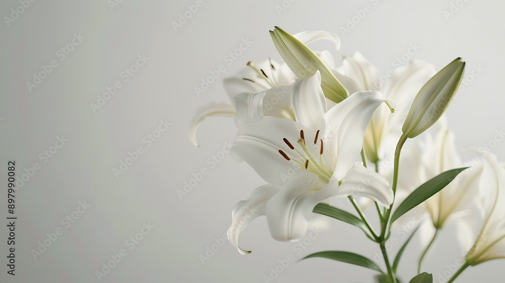 Fototapeta premium Elegant white lily flowers on a white background, suitable for condolence and farewell greetings
