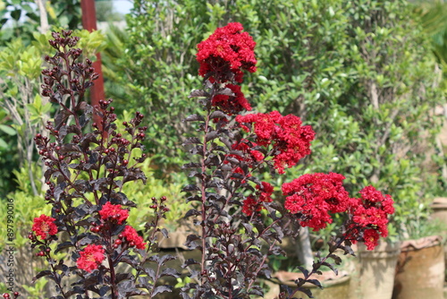 Crape myrtle, crepeflower, or summer lilac red flowers