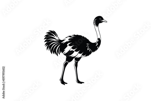Emu bird Animal vector art illustration on white background
