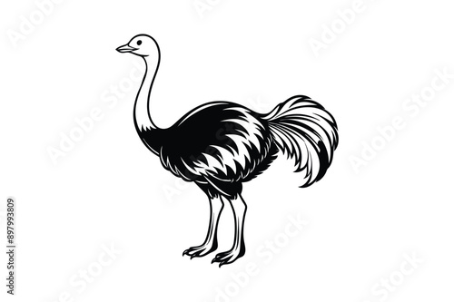 Emu bird Animal vector art illustration on white background