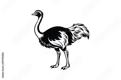 Emu bird Animal vector art illustration on white background