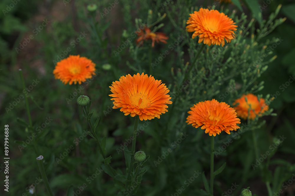 Beautiful orange calendula officinalis on stem Beautiful orange calendula officinalis on stem