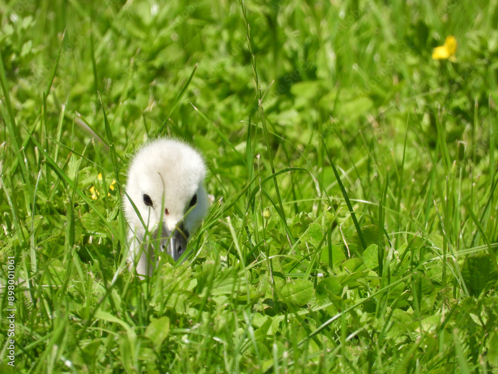 swan family swimming in the pond and walking in the grass in the city park swan family swimming in the pond and walking in the grass in the city park