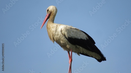 white stork in the nest