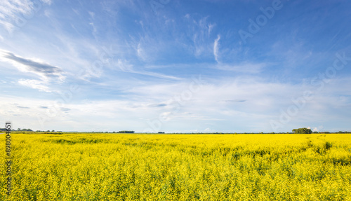 A field of yellow flowers with a blue sky in the background