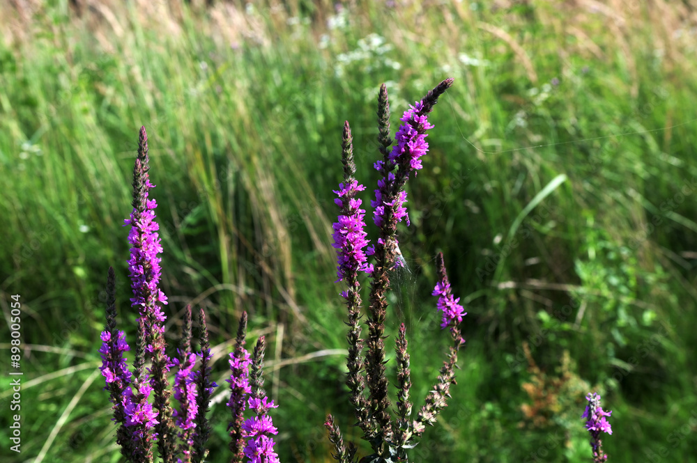 Vibrant purple flowers of Lythrum salicaria, or purple loosestrife Vibrant purple flowers of Lythrum salicaria, or purple loosestrife