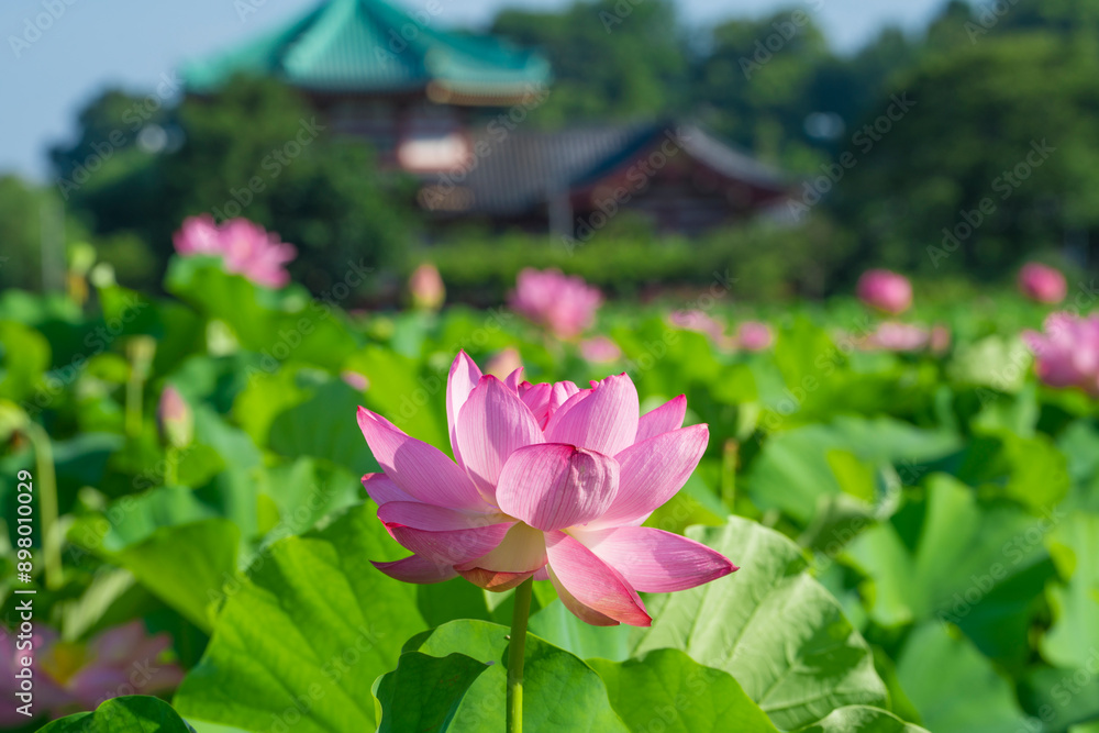 東京 上野 不忍池の蓮 東京 上野 不忍池の蓮