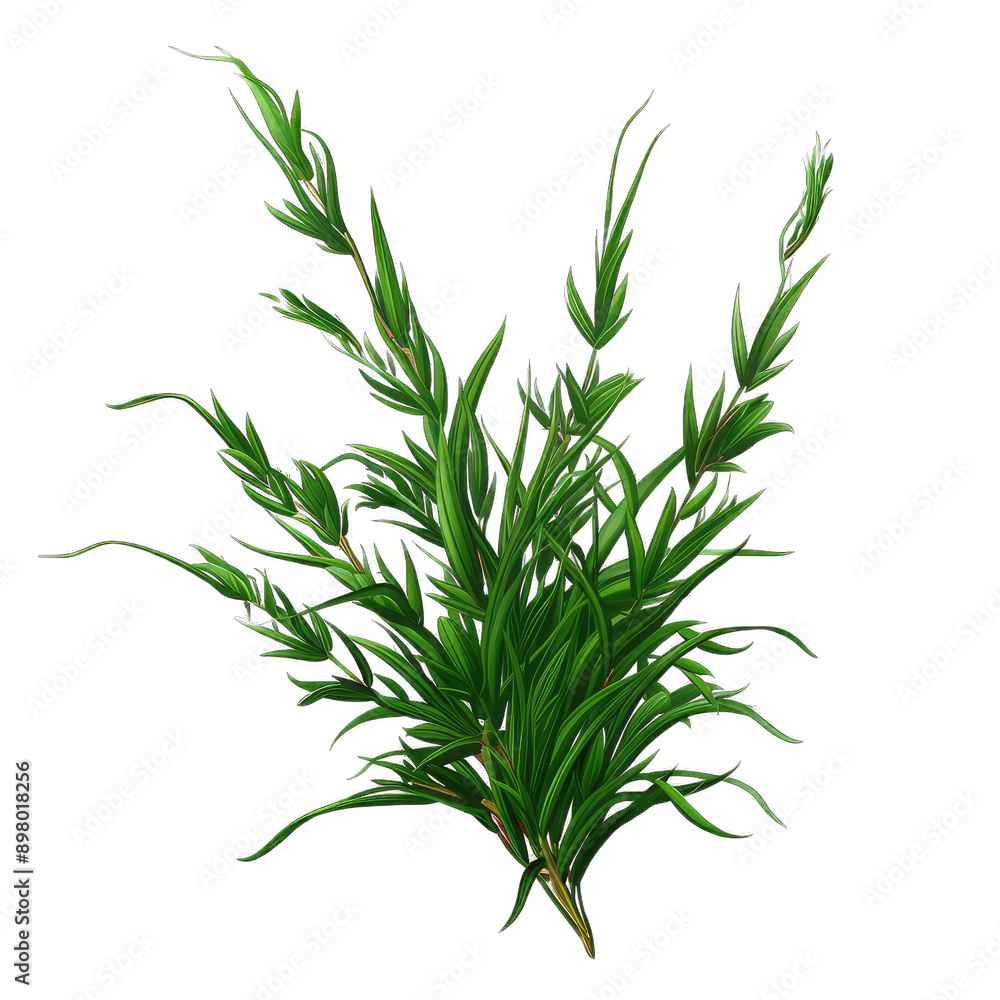 bamboo leaves on white transparent background png bamboo leaves on white transparent background png