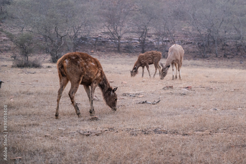 Sambar deer grazing in Ranthambhore National Park in Rajasthan, India Sambar deer grazing in Ranthambhore National Park in Rajasthan, India