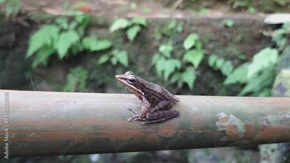Frog on a bamboo tree Frog on a bamboo tree