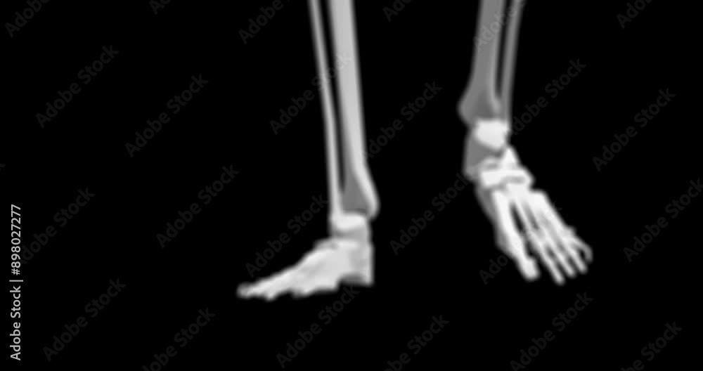 Human body, 3d and skeleton with closeup, walking or medical information, research or biology. Structure, feet or science of anatomy in motion on black background for diagnosis, hologram or bones Human body, 3d and skeleton with closeup, walking or medical information, research or biology. Structure, feet or science of anatomy in motion on black background for diagnosis, hologram or bones