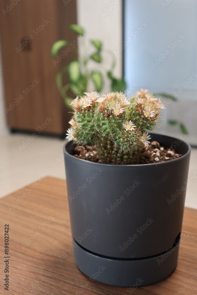 Cactus with flowers blooming in pot. Mammillaria schiedeana. Cactus with flowers blooming in pot. Mammillaria schiedeana.