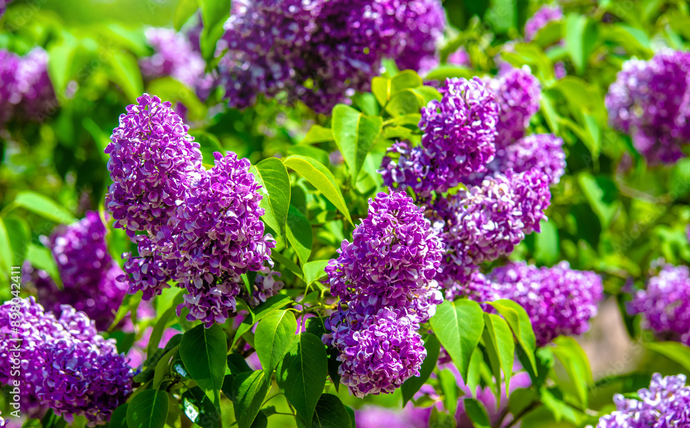 Pink lilac blooms in the Botanical garden
Pink lilac blooms in the Botanical garden