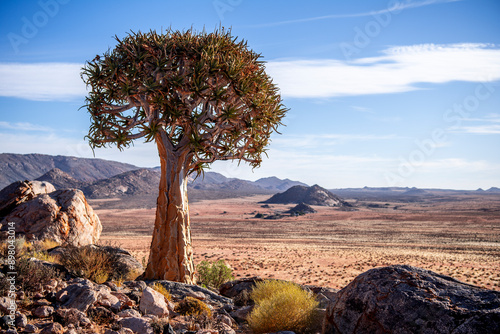 Φωτογραφία Compressed view of healthy quiver tree in rocky terrain near Springbok in the No