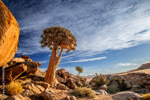 Low angle view of healthy quiver tree in rocky terrain near Springbok in the Northern Cape of South Africa, close to Namibia border 