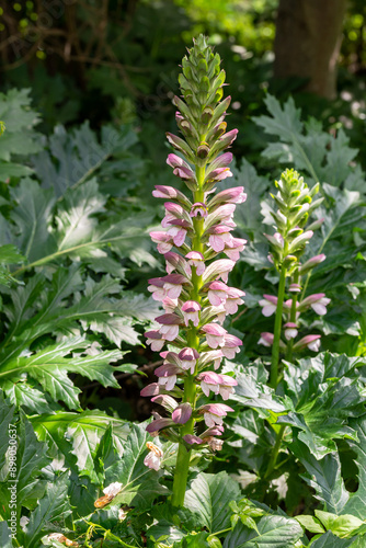 Acanthus mollis Bear's Breeches a spring summer flowering plant with a white summertime flower and a purple hood which open in July and August and is commonly knowns as Bears Breeches photo