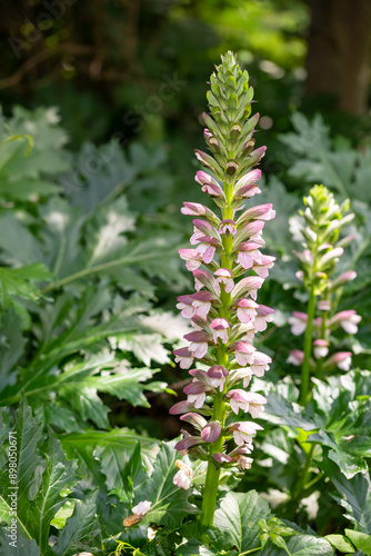 Canvas Print Acanthus mollis Bear's Breeches a spring summer flowering plant with a white sum