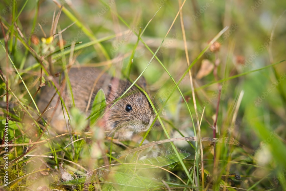 Graue Maus im Gras