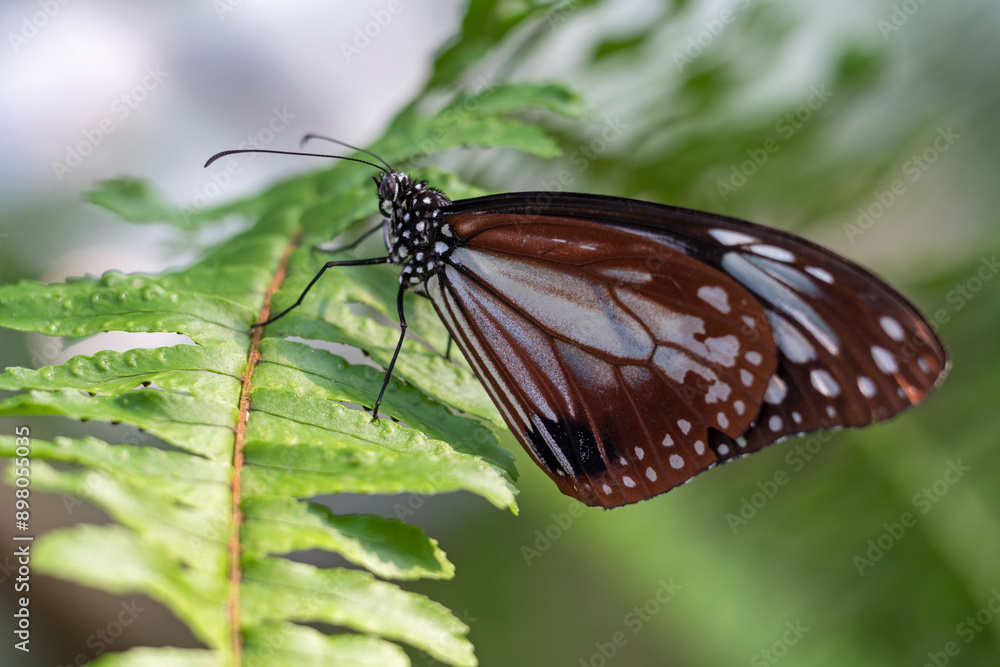 Fototapeta premium 葉の上で休むアサギマダラ